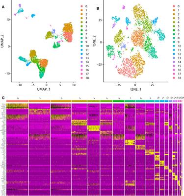 Integration of scRNA-Seq and TCGA RNA-Seq to Analyze the Heterogeneity of HPV+ and HPV- Cervical Cancer Immune Cells and Establish Molecular Risk Models